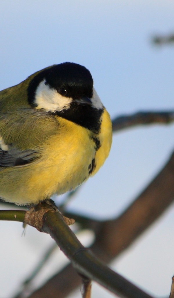 Желтогрудая синица на ветке