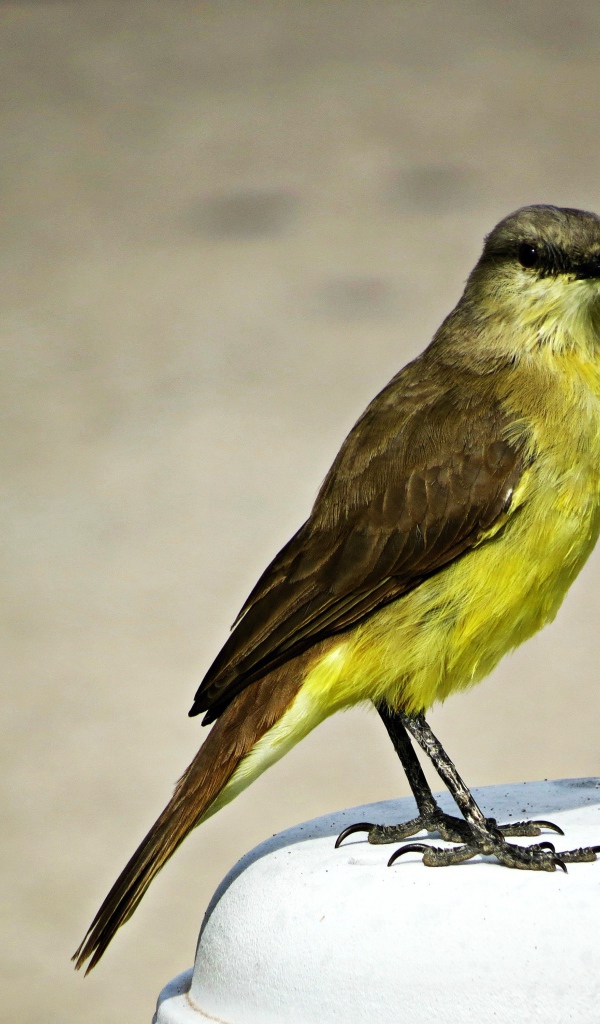 Желтогрудая маленькая птица