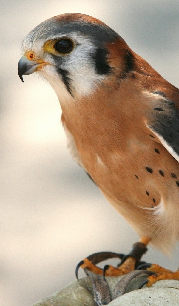 Молодой коричневый ястреб