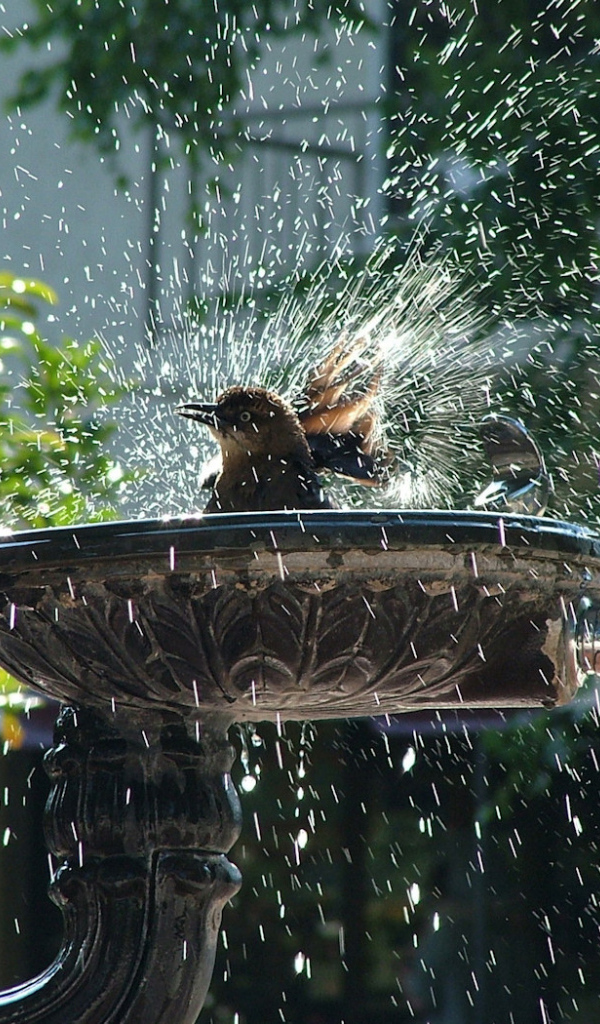 Птица купается