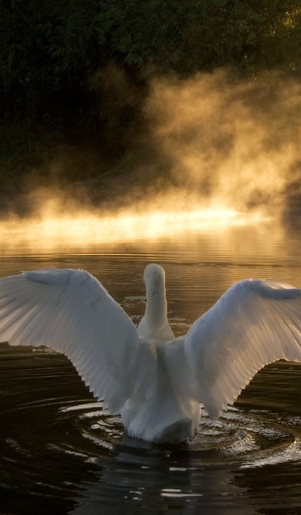 Лебедь на озере