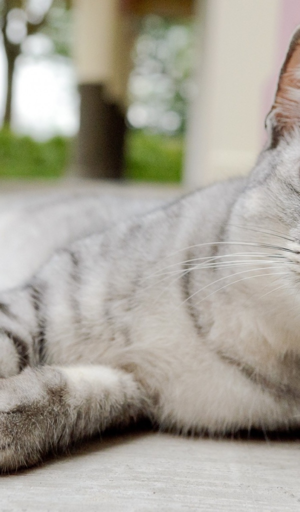 Пепельная кошка с выразительными глазами