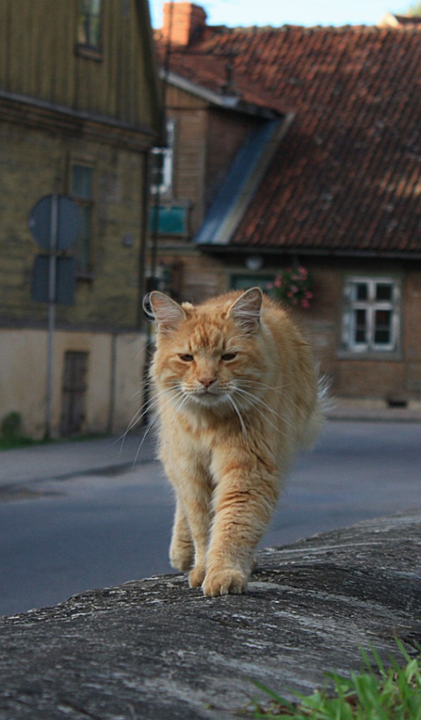 Рыжий, мудрый кот