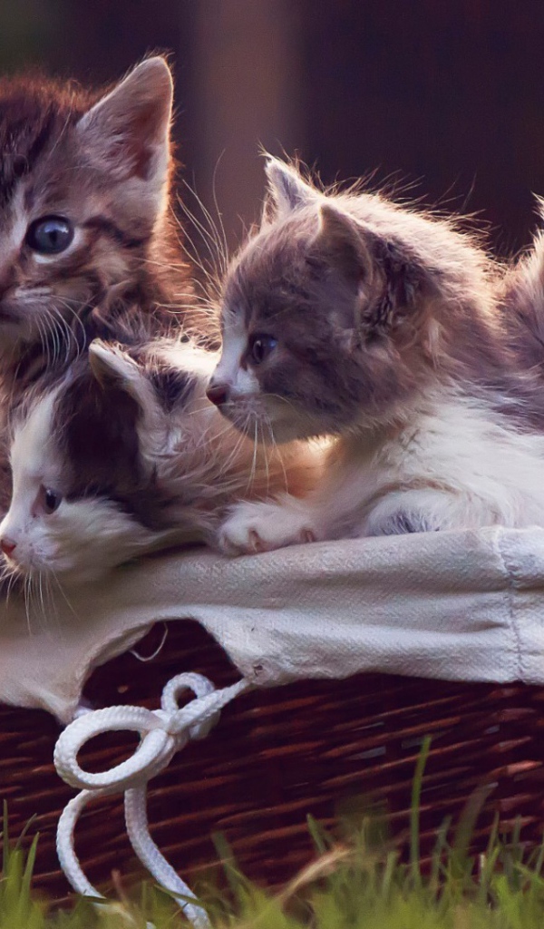 Корзинка с котятами на газоне