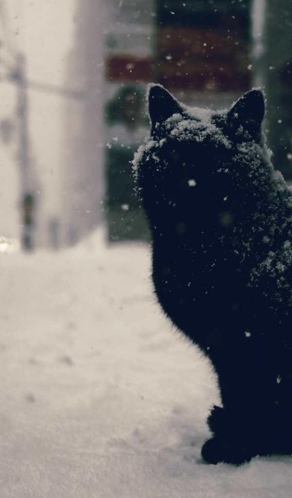 Черный кот в снегу