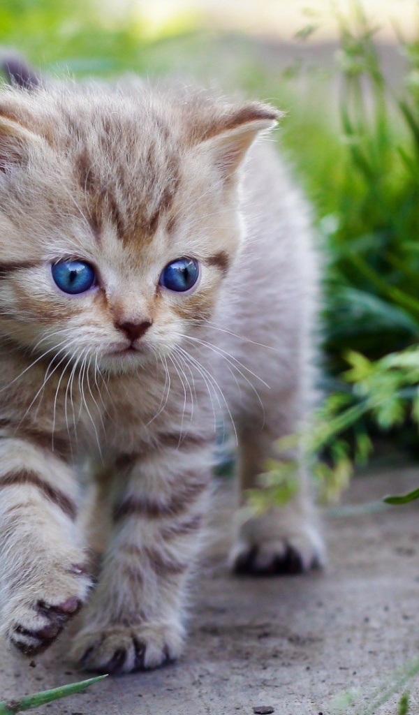 Голубоглазый котенок идет среди травы