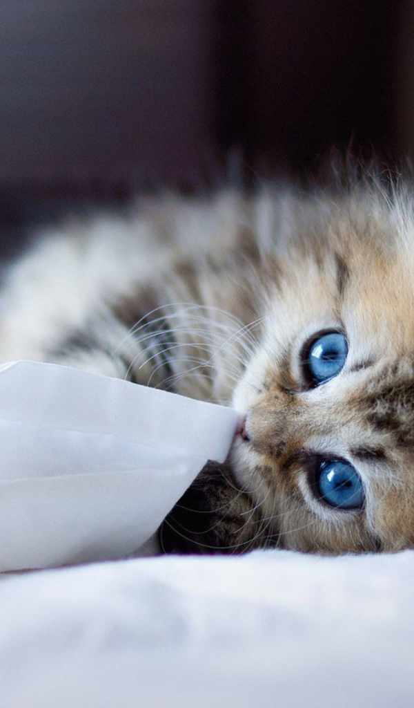 Голубоглазый котенок играет с тканью