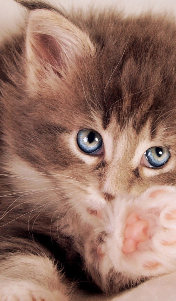 Голубоглазый котенок тянется к хозяину