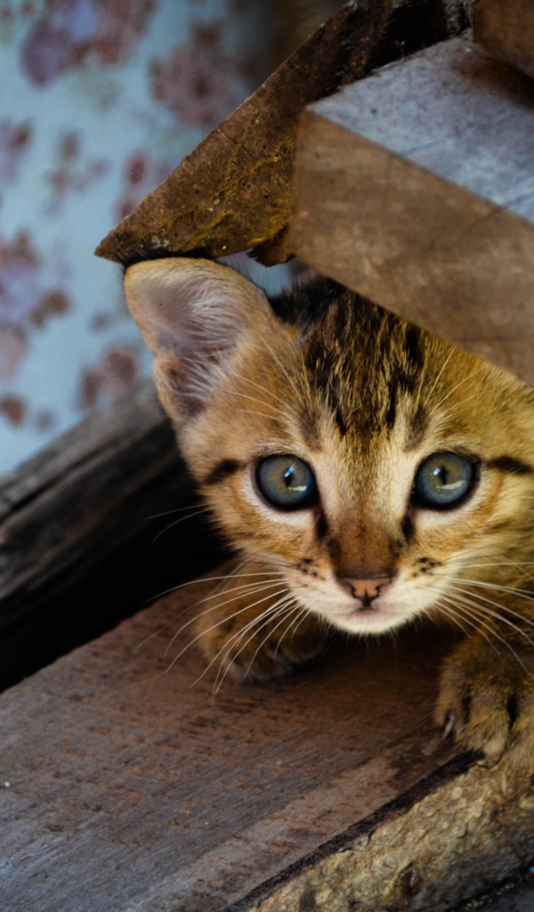Коричневый котенок под досками