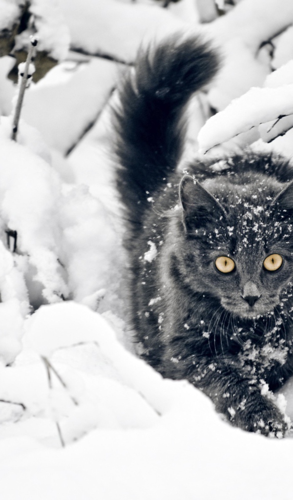 Кот среди покрытых снегом веток