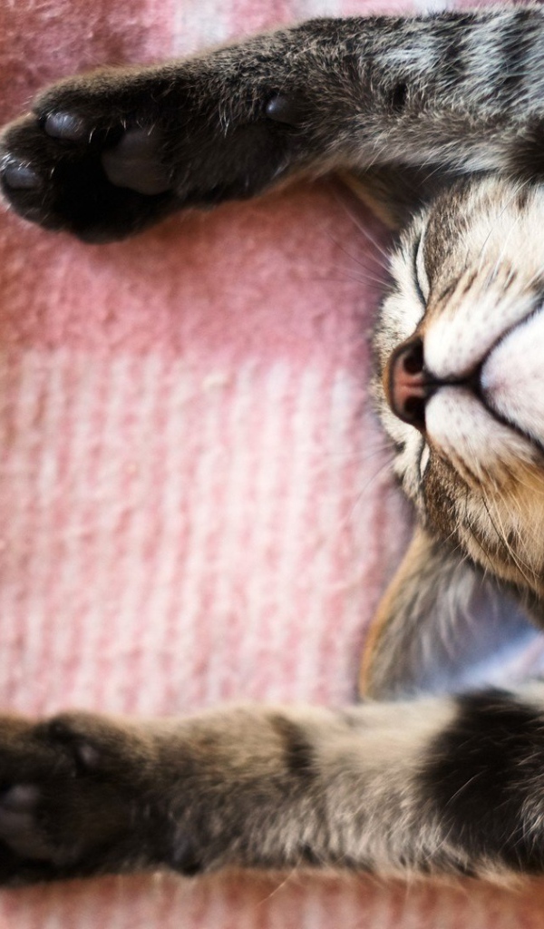 Кот уснул под покрывалом