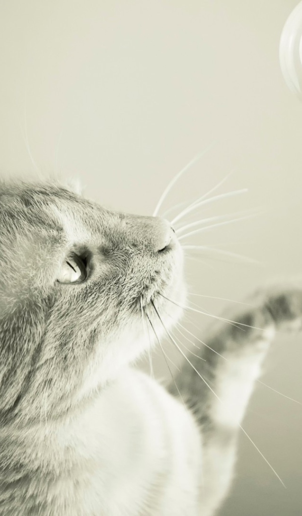 Кот ловит мыльный пузырь