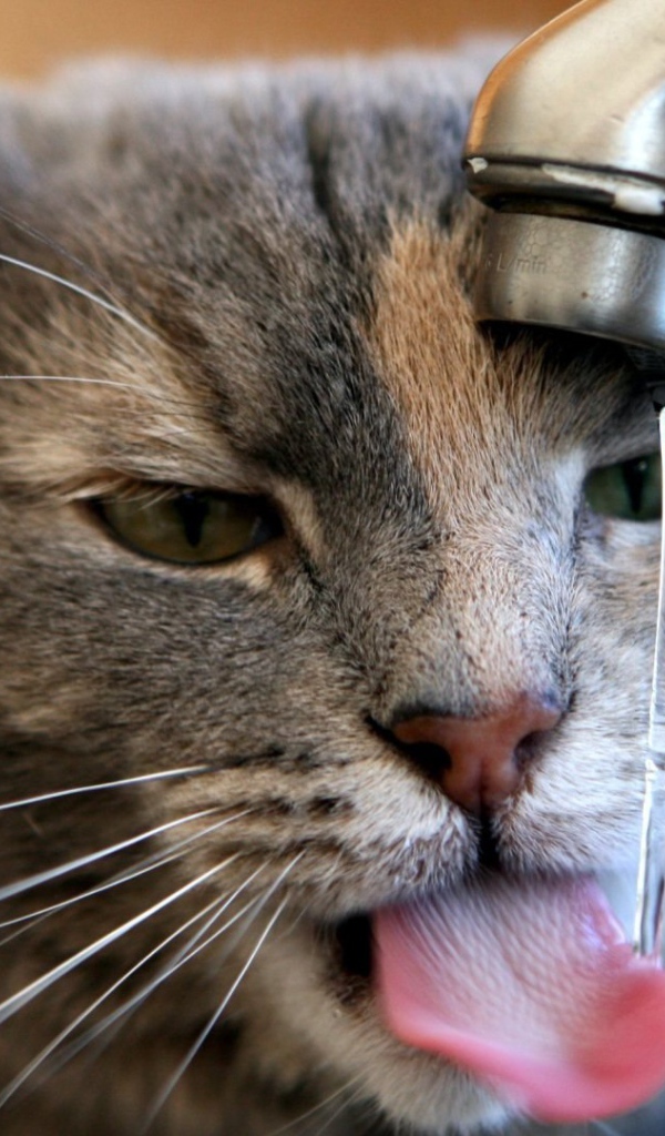 Кот пьет воду из-под крана