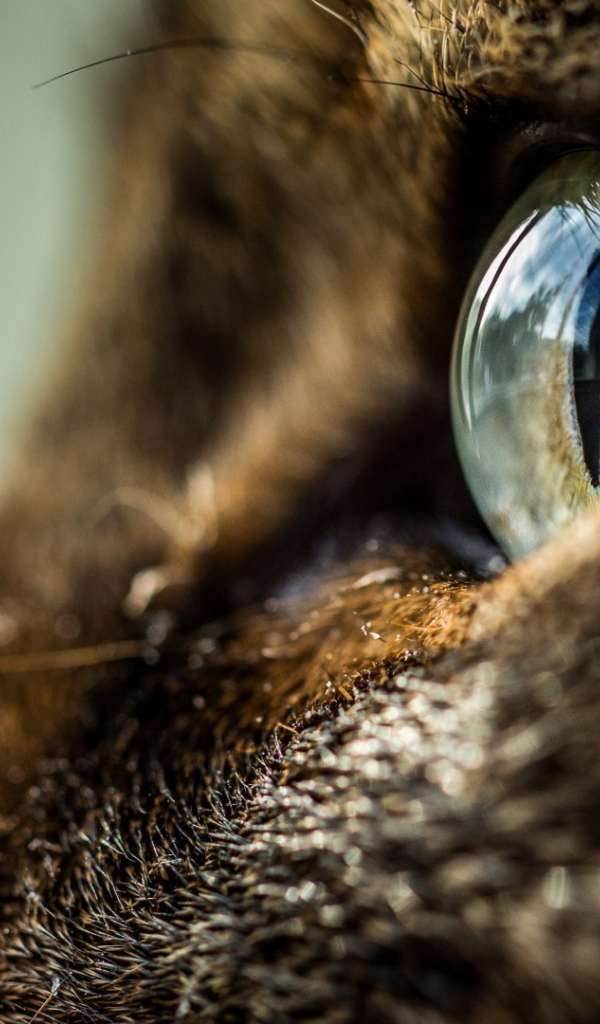 Глаз кота крупным планом