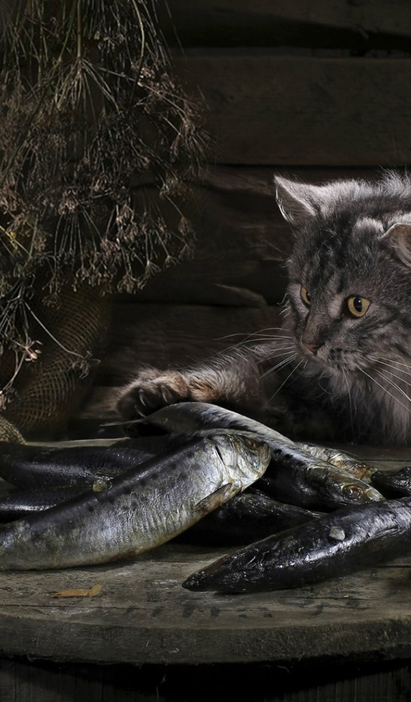 Кот нашел сокровище