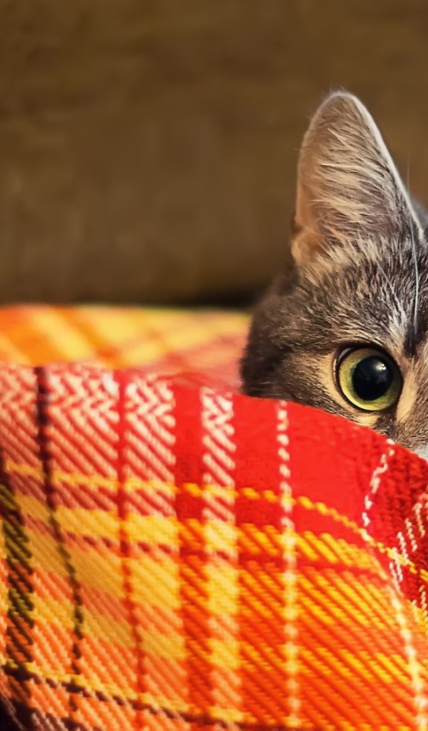 Кот прячется в пледе