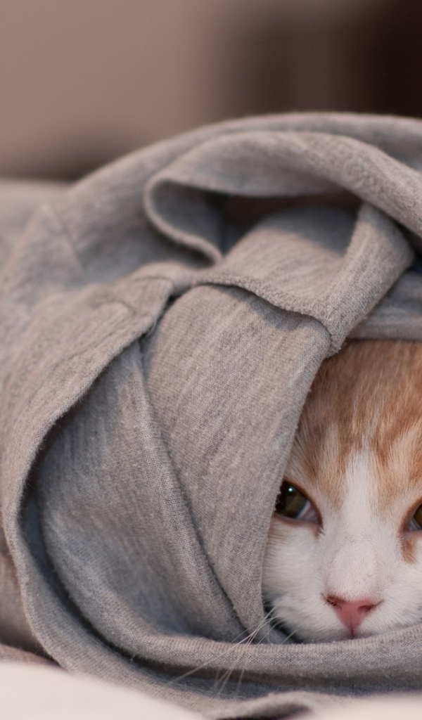 Кот спрятался в кофте