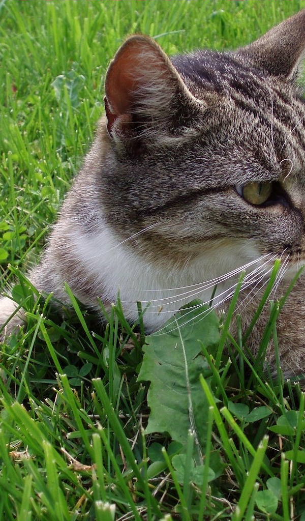 Кошка обнимает землю