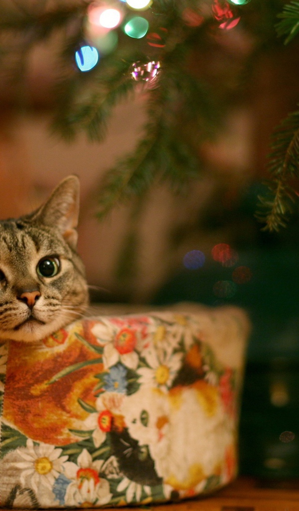Кот в качестве новогоднего подарка