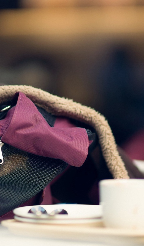 Кот в рюкзаке девушки