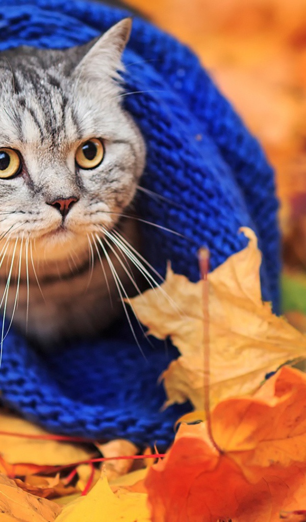 Кот в теплом шарфе на осенней листве