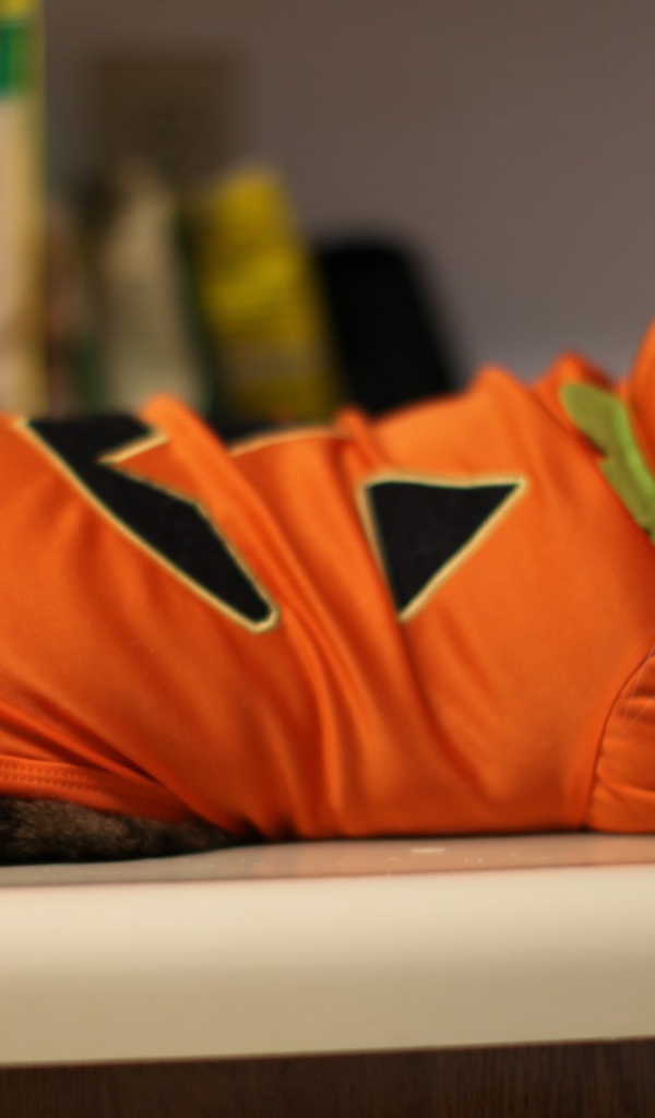 Кот в оранжевой одежде