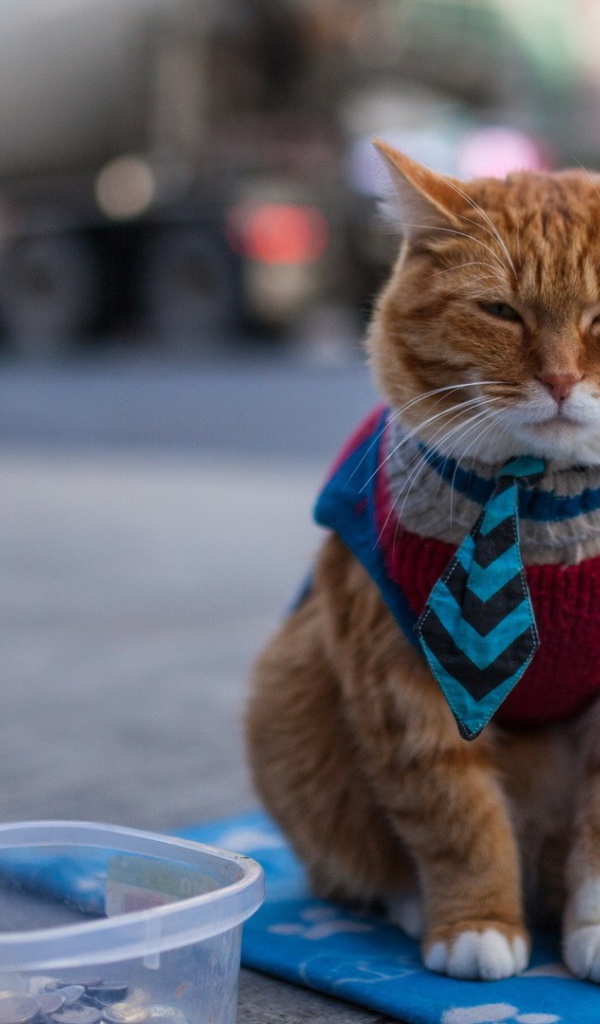 Кот в жилетке и галстуке