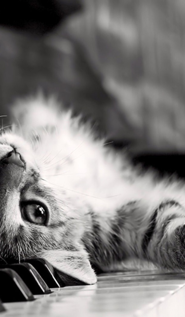 Кот лежит спиной на клавишах пианино