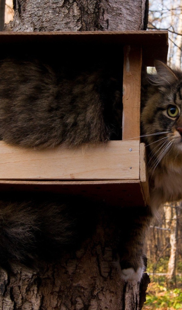 Кот ждет птичек