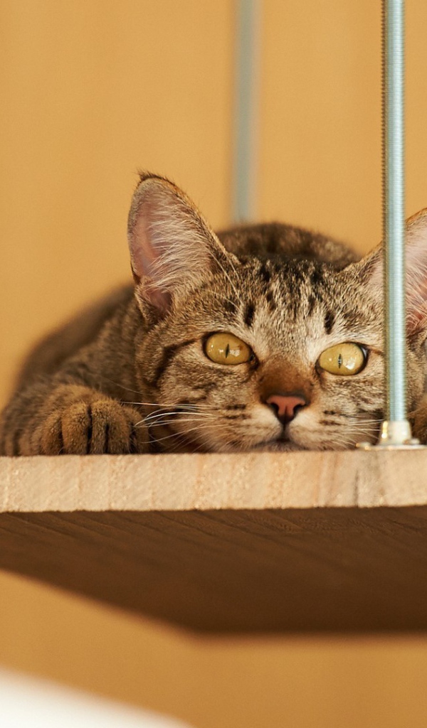 Кот лежит на деревянной полке