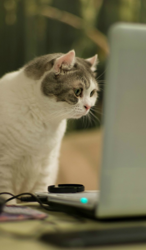 Кот смотрит на экран ноутбука