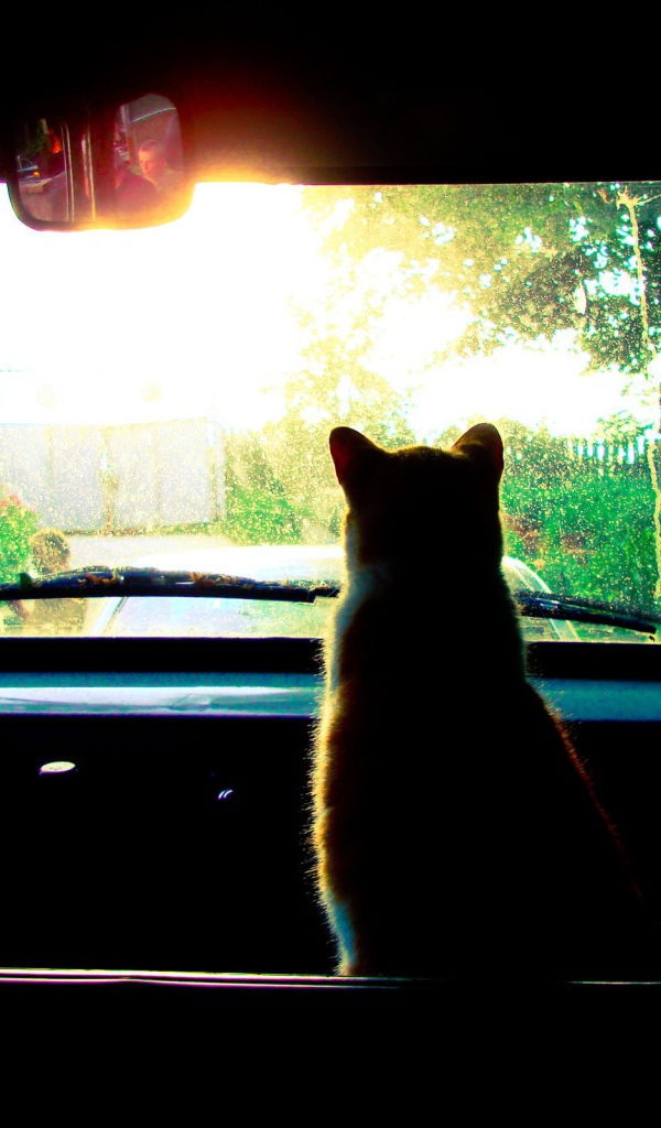 Кот смотрит в лобовое стекло авто