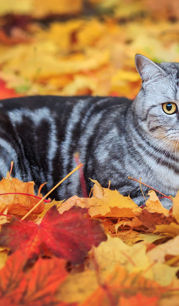 Кот лежит на опавших листьях
