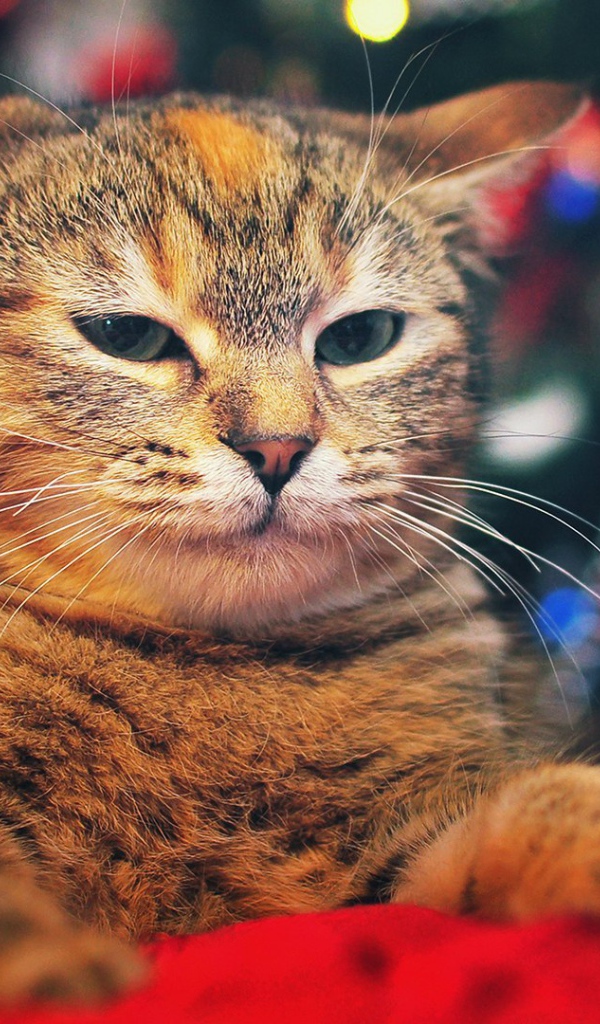 Кот на фоне елки