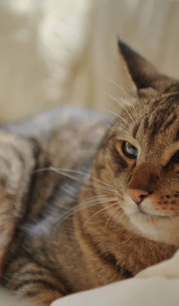 Кот на мягкой перине