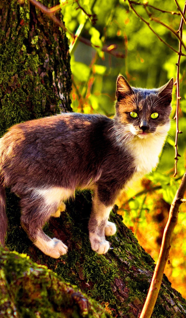 Кот на поросшем мхом дереве