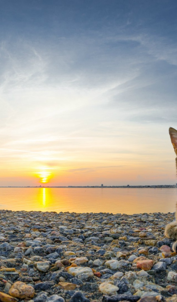 Кот на гальке на пляже