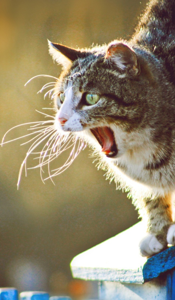 Кот широко разинул пасть