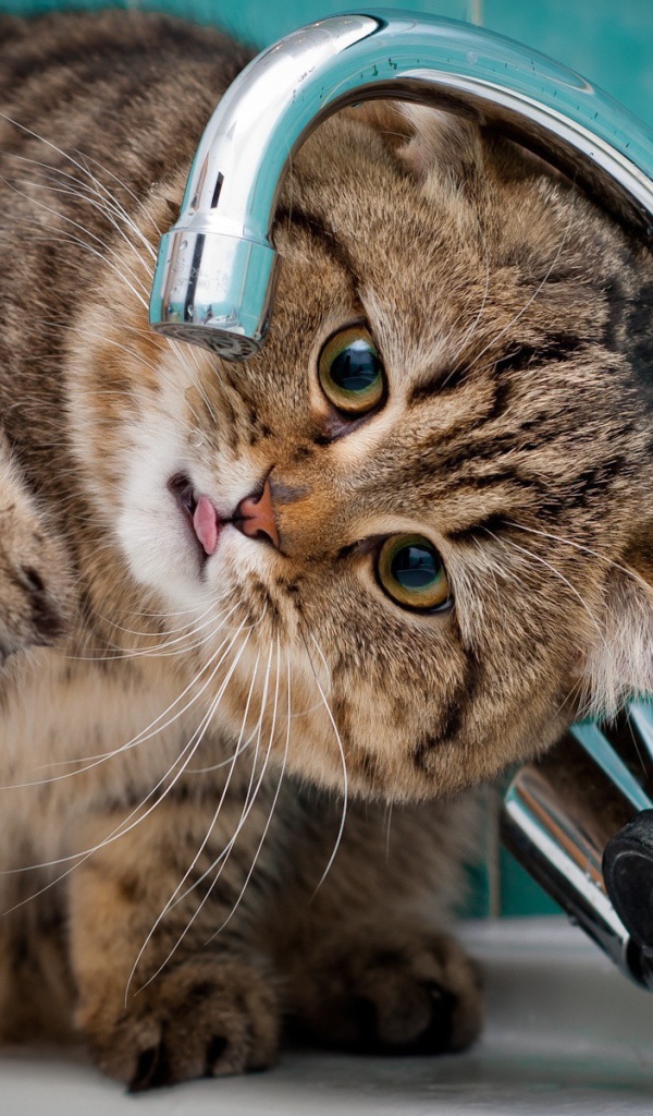 Кот ловит лапой капли из крана