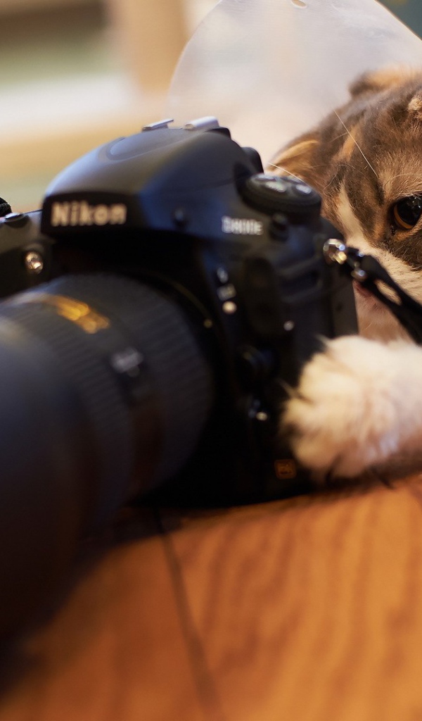 Кот играет с фотоаппаратом