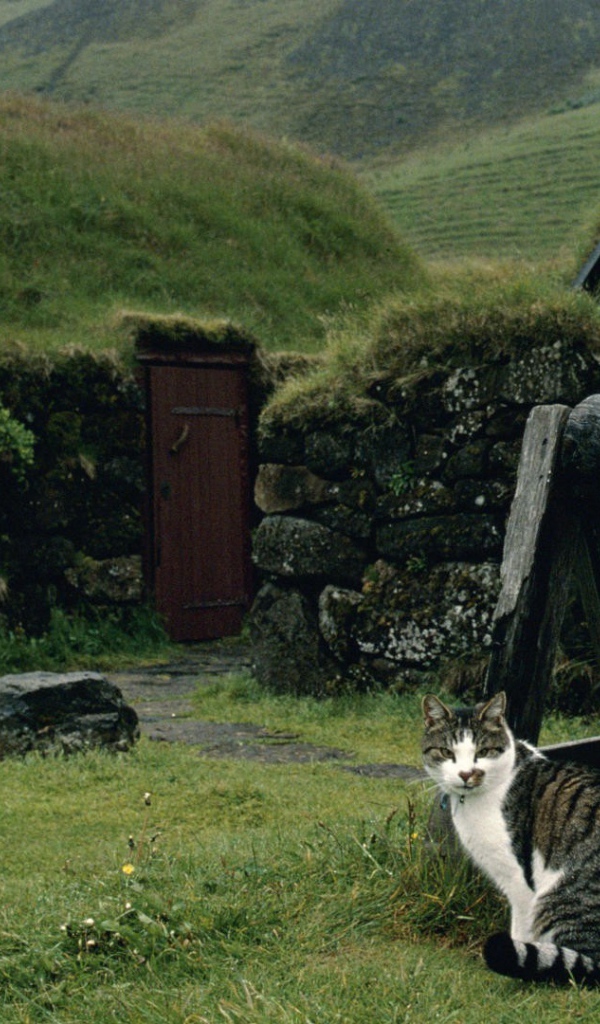 Кот сидит у колодца