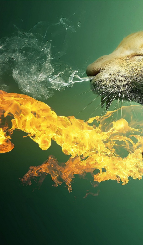 Кот изрыгает пламя