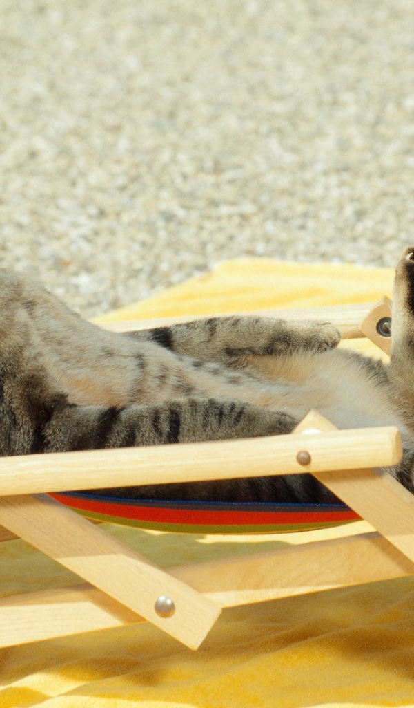 Кот загорает на пляже