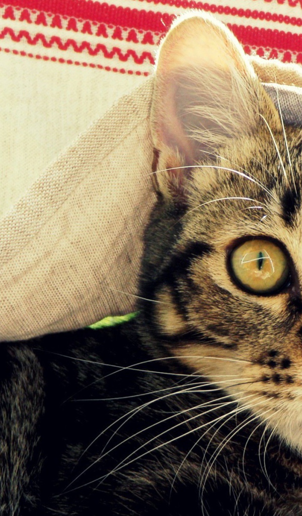 Кот под вышитым полотенцем