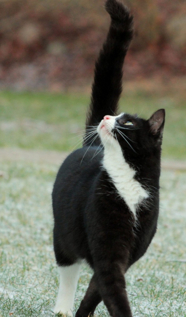 Кот с черным хвостом смотрит вверх