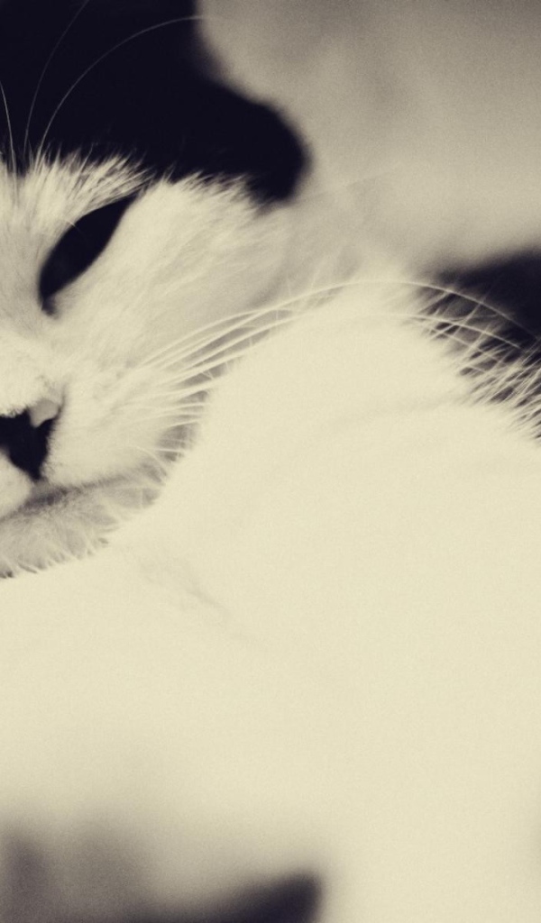 Кот с черными ушами