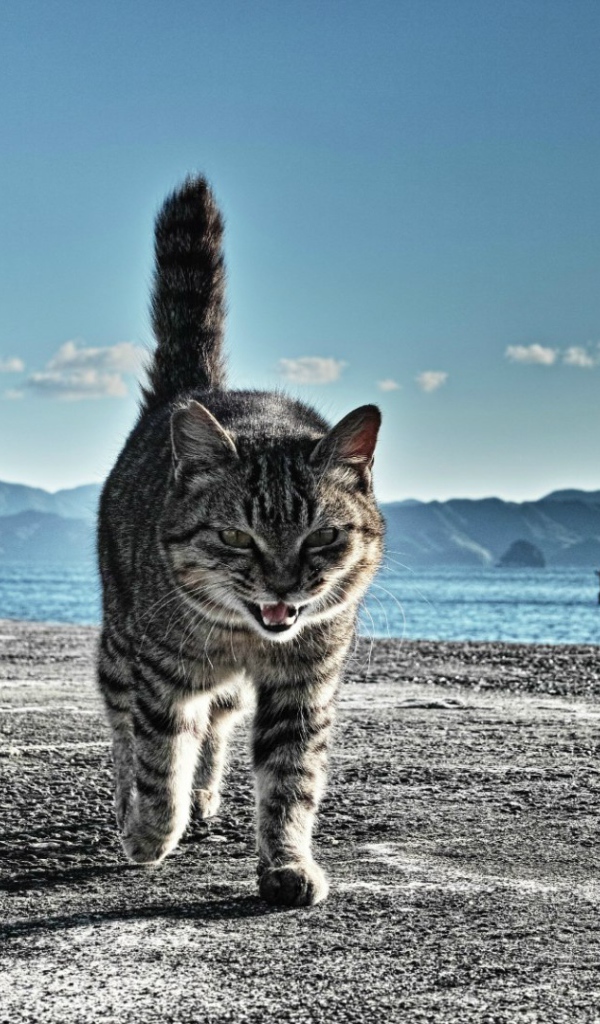 Коты готовы к драке