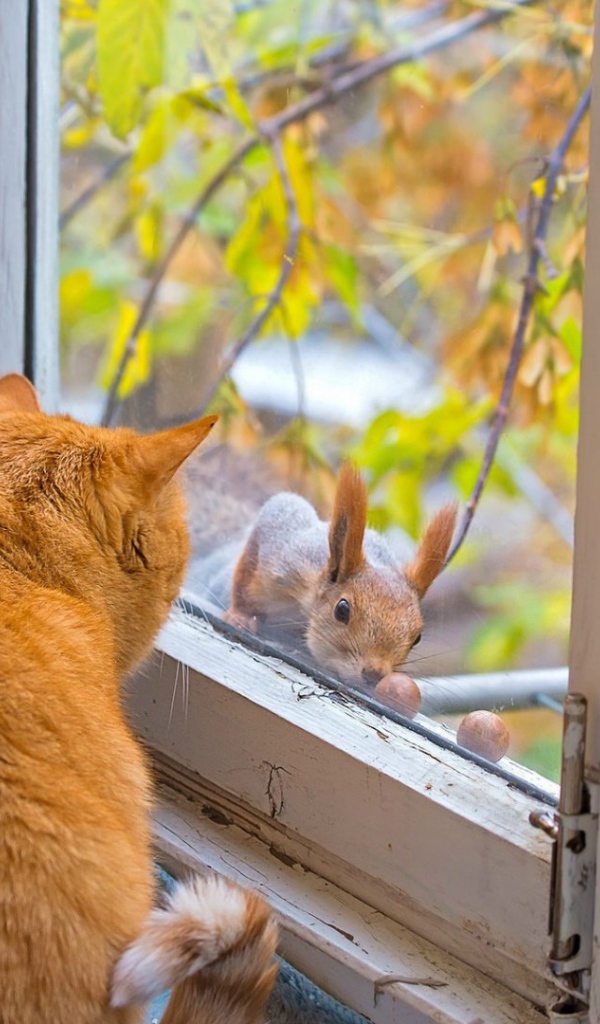 Коты знакомятся с белкой