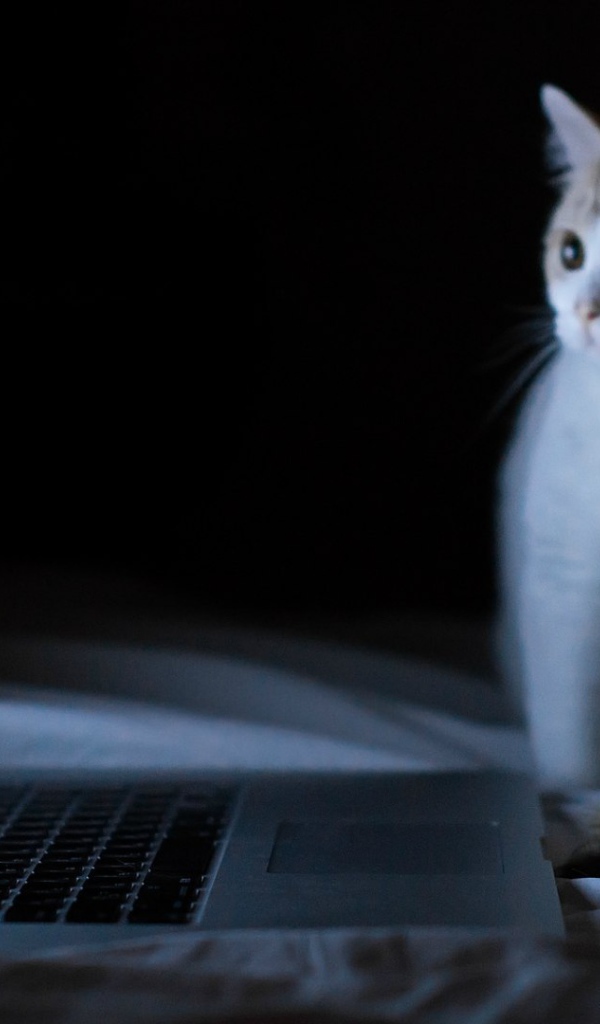 Коты смотрят фотографии