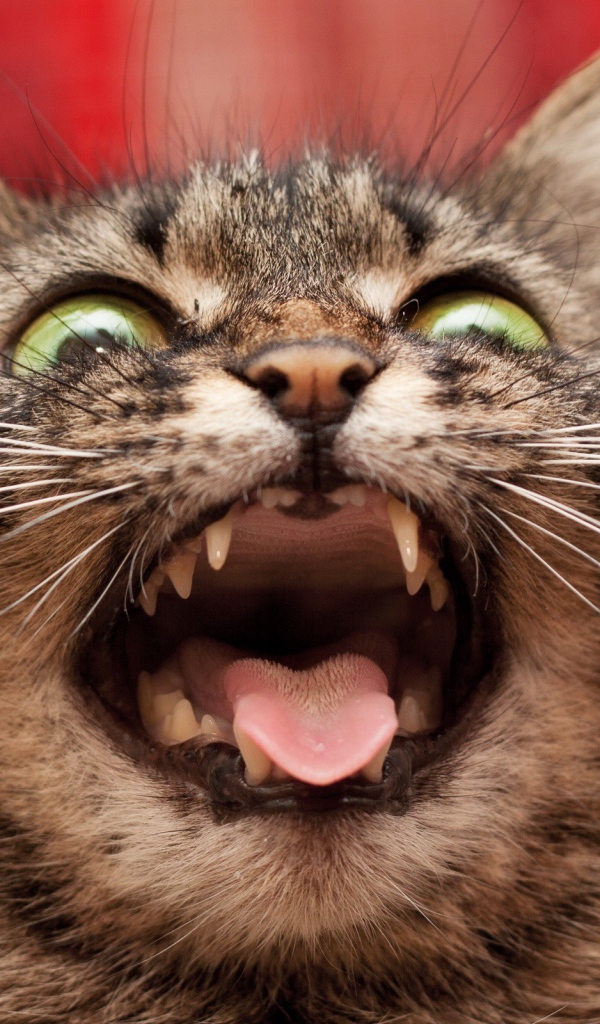 Безумный кот на красном фоне